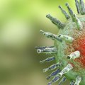 Understanding Genital Herpes Caused by Epstein Barr Virus (HSV-4)