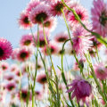 Antihistamines: What You Need to Know